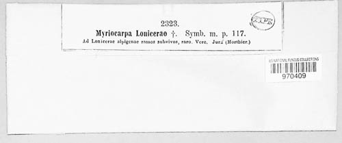 Anthostomella lonicerae image